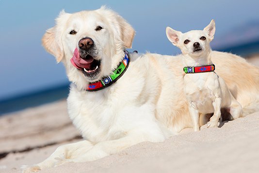 Afrikanske Perlehalsbånd til hunde Rafiki Blue