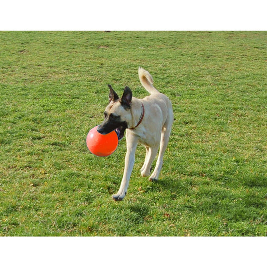 Jolly Pets bolde finder du hos Arthurs Barf