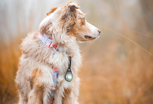 Orbiloc Carabiner | Orbiloc Carabiner Mount