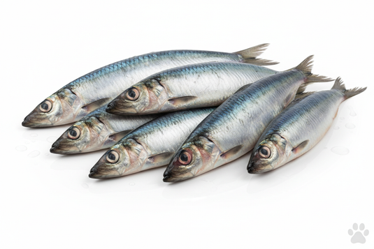 herring fish with white background